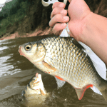 Catch a Fortune with Big River Fishing!