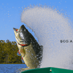 Big Bass Splash: Catch Big Wins Today!