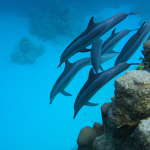 Dolphin Reef Slot Tips